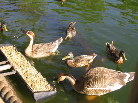 02 - Ducks Feeding
