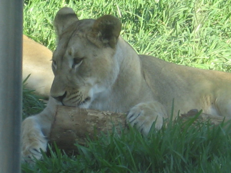 06 - Lioness and her favorite toy