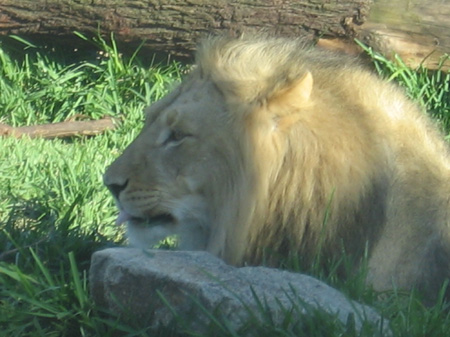 07 - Lion