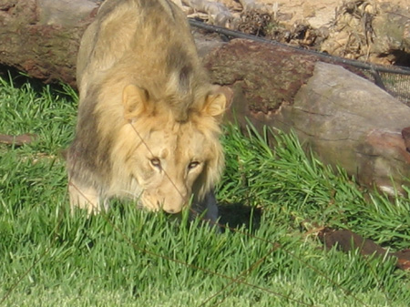08 - Lion ready to pounce!