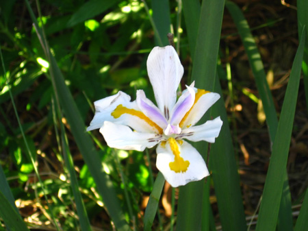 10 - pretty flower