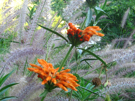 13 - Cool flowers