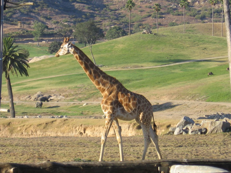 15 - Giraffe