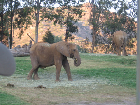 19 - Oliphant