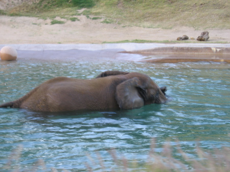20 - Elephant taking a bath