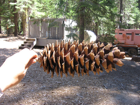 04- super huge pine cone!!