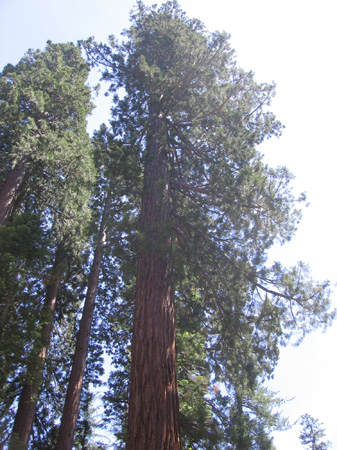 06-top of the sequoia