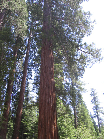 07-middle of the sequoia