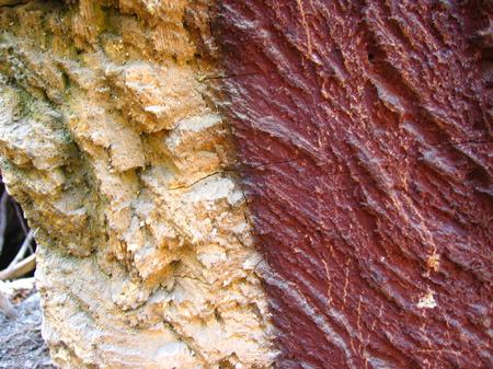 17-petrified - not petrified