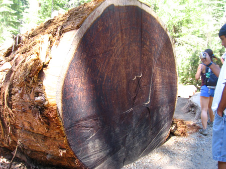 18-super old tree