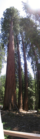 28a- sequoia panoramic