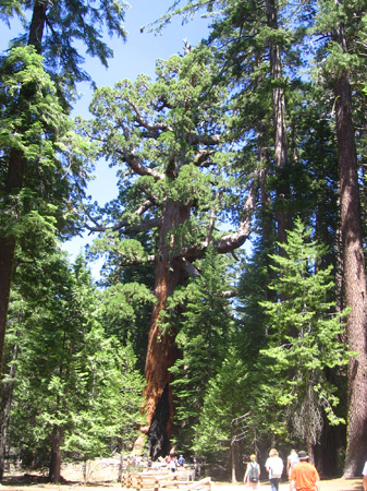 33-the grizzly giant -looks like its dancing
