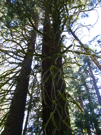 40-mossy trees