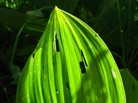 43-leaf