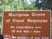 01-Mariposa Grove