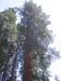 06-top of the sequoia