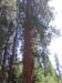 07-middle of the sequoia