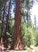 08-bottom of the sequoia