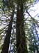40-mossy trees