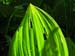 43-leaf